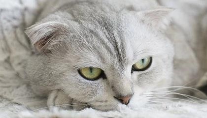 华体会安全通道——畅享极致安全体验